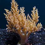 Tree Coral, Yellow (Do not activate only bring into the CF)